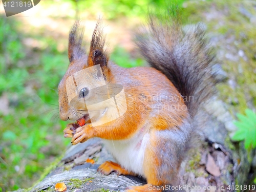 Image of Cute squirrel eating a nut, autumn fur