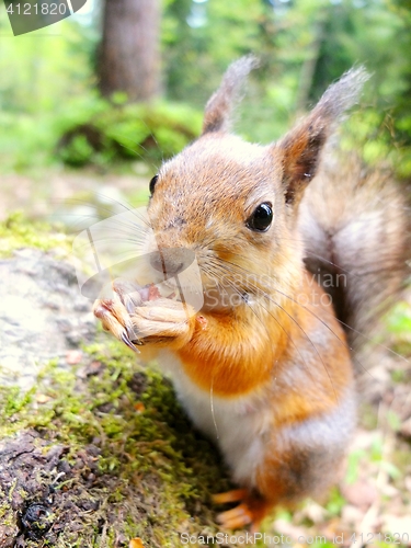 Image of Closeup of squirrel eating a nut