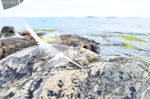 Image of White feather on a coastal rock