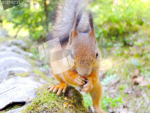 Image of Curious squirrel eating a nut closeup