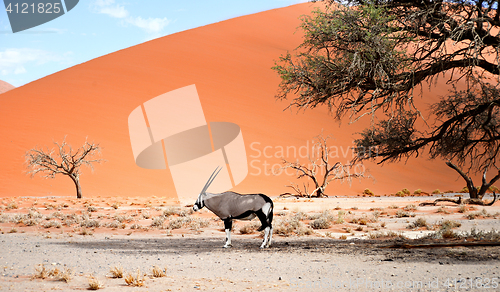 Image of oryx in desert