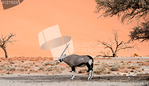 Image of oryx in desert