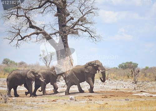 Image of elephants in Africa