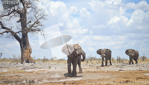 Image of elephants in Africa