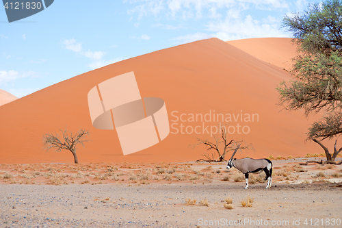 Image of oryx in Africa
