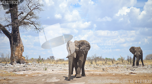 Image of elephants in Africa