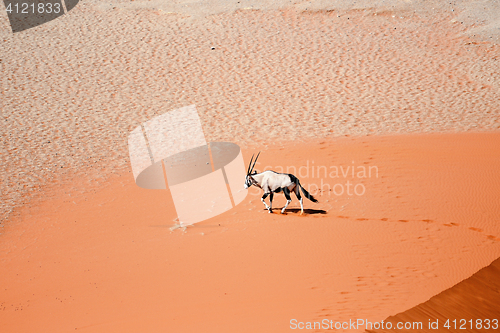 Image of oryx on sand