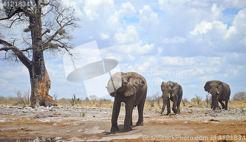 Image of elephants in Africa