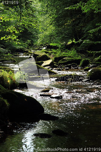 Image of river in the green spring forest