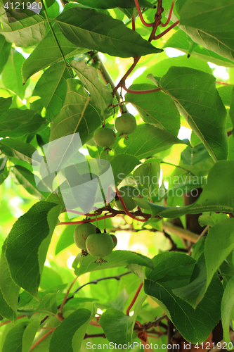 Image of actinidia (kiwi) from czech republic