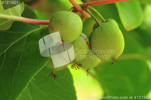 Image of actinidia (kiwi) from czech republic