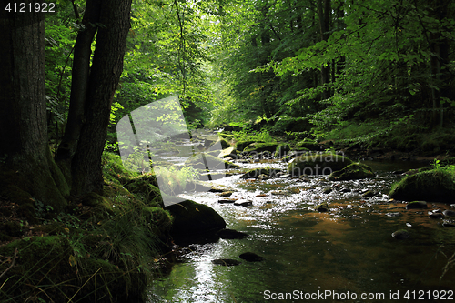Image of river in the green spring forest