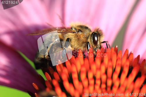 Image of small bee and violet echinacea flower