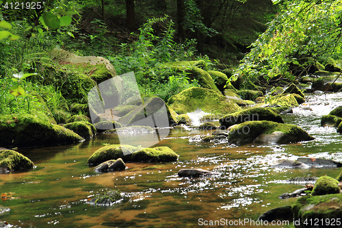 Image of river in the green spring forest