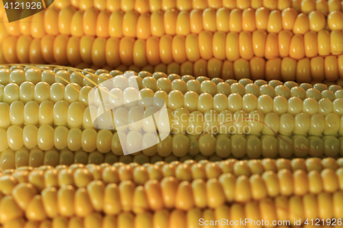 Image of golden corn texture