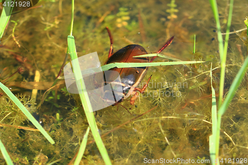 Image of water beetle in natural lagoon