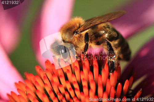 Image of small bee and violet echinacea flower