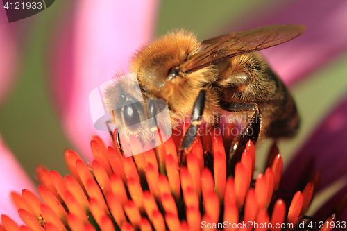 Image of small bee and violet echinacea flower