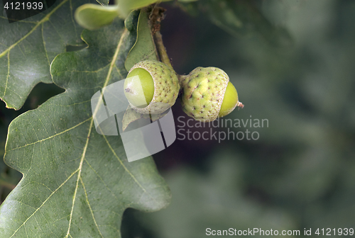 Image of Young acorns, close-up