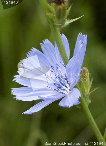 Image of Cichorium intybus - common chicory flower