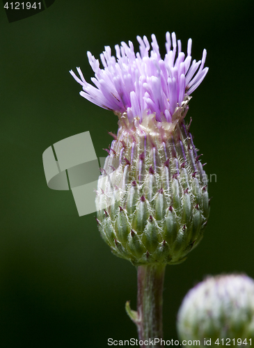 Image of Thistle flower, close-up