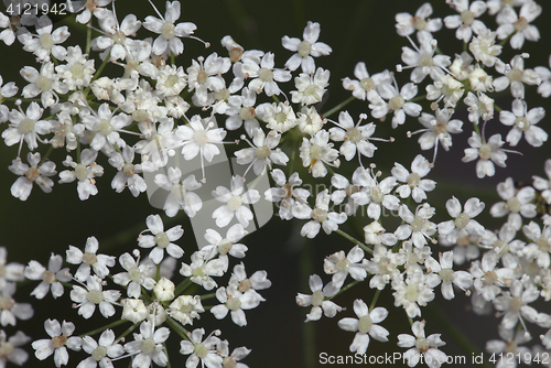 Image of Saxifrage flowers close-up