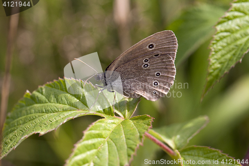 Image of Butterfly on a leaf