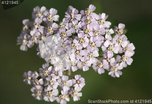 Image of Saxifrage flowers close-up