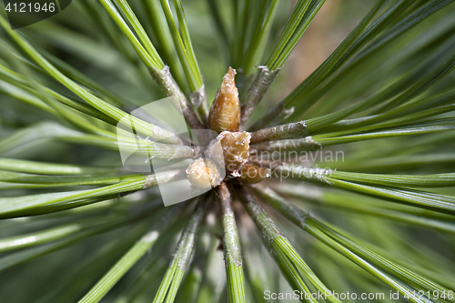 Image of Pine bud in the spring