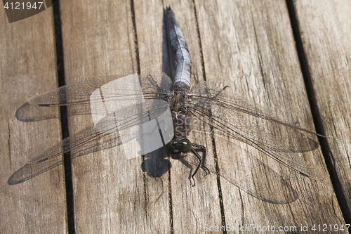 Image of Dragon-fly sitting on a wooden plank