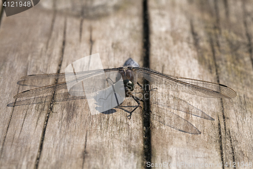 Image of Dragon-fly sitting on a wooden plank