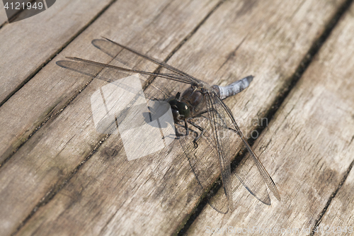 Image of Dragon-fly sitting on a wooden plank