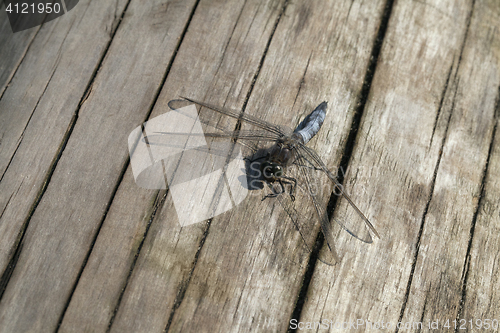 Image of Dragon-fly sitting on a wooden plank