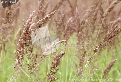 Image of Grass on a meadow