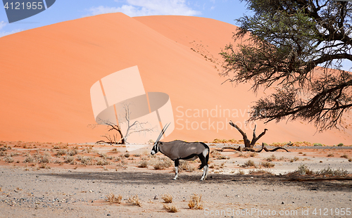 Image of oryx in Africa