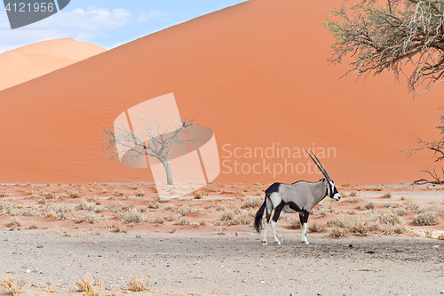 Image of oryx in Africa