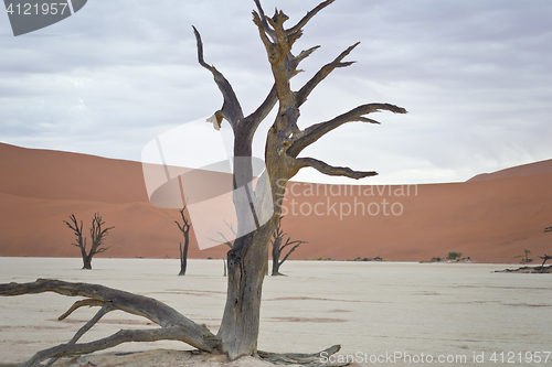 Image of Sossusvlei, Namibia