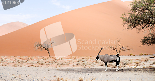 Image of oryx in Africa