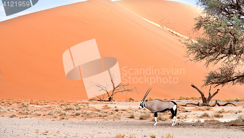 Image of oryx in desert