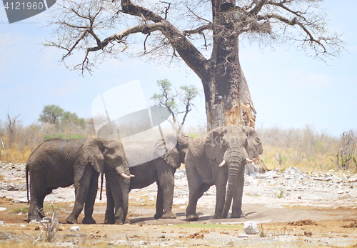 Image of elephants in Africa