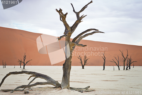 Image of Sossusvlei, Namibia