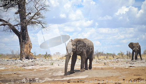 Image of elephants in Africa