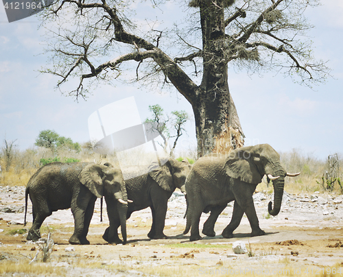 Image of elephants in Africa