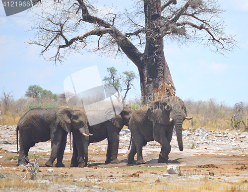 Image of elephants in Africa