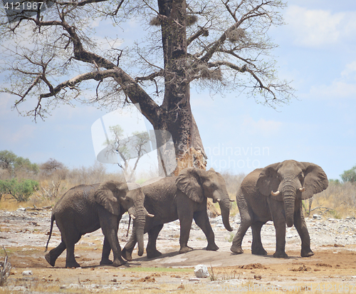 Image of elephants in Africa