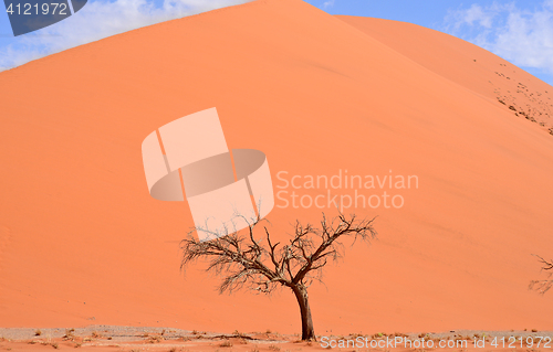 Image of sand dune