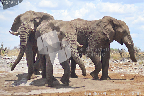 Image of elephant in Africa