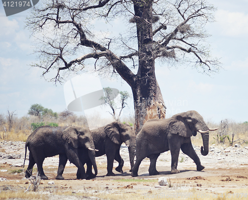 Image of elephants in Africa