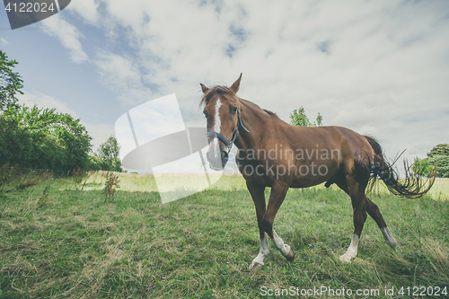 Image of Brown stallion walking on a rural field