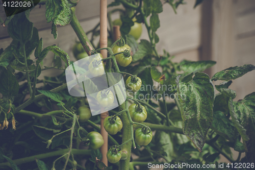 Image of Tomato plant with fresh green tomatoes